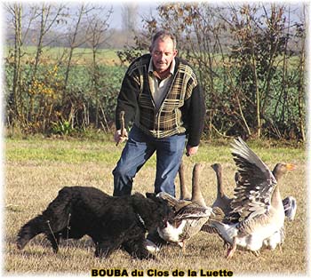 le bouvier des flandres et les oies - Elevage du CLOS DE LA LUETTE - COPYRIGHT DEPOSE